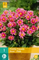 Dahlia topmix roze/pink 1 stuks - afbeelding 1
