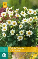 Dahlia topmix wit/white 1 stuks - afbeelding 1