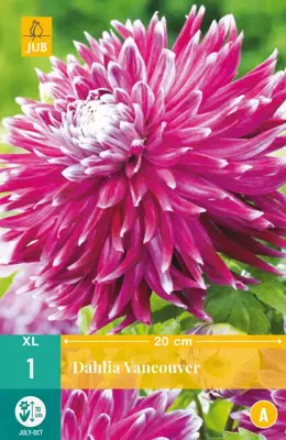 Dahlia vancouver 1 stuks - afbeelding 1