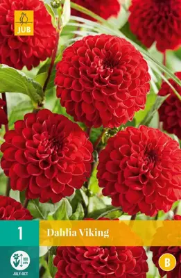 Dahlia viking 1st - afbeelding 1