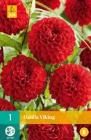 Dahlia viking 1st - afbeelding 1