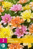 Dahlia waterlily mix 3st kopen?