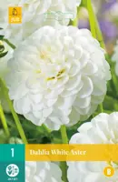 Dahlia white aster 1 stuks - afbeelding 1