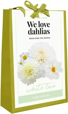 Dahlia white love 4 stuks - afbeelding 1