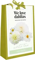 Dahlia white love 4 stuks - afbeelding 1