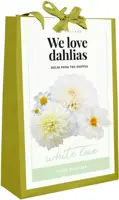 Dahlia white love 4 stuks kopen?