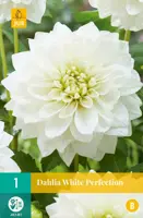 Dahlia white perfection 1st - afbeelding 1