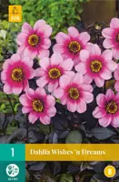 Dahlia wishes n dreams 1 stuks - afbeelding 1