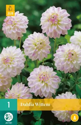 Dahlia wittemans 1 stuks - afbeelding 1
