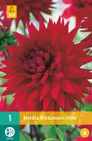 Dahlia wittemans be stuks 1 stuks - afbeelding 1