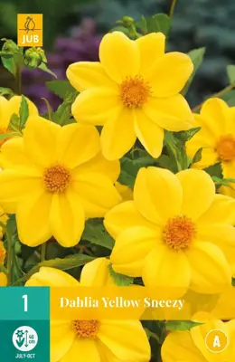 Dahlia yellow sneezy 1 stuks - afbeelding 1