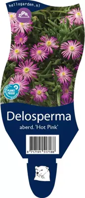Delosperma aberdeenense 'Hot Pink' (Middagsbloem) - afbeelding 1