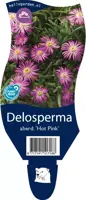 Delosperma aberdeenense 'Hot Pink' (Middagsbloem) - afbeelding 1