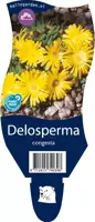 Delosperma congestum (Middagsbloem) kopen?