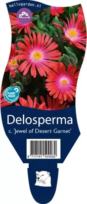 Delosperma cooperi 'Jewel of Desert Garnet' (IJsbloem) - afbeelding 1