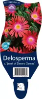 Delosperma cooperi 'Jewel of Desert Garnet' (IJsbloem) - afbeelding 1