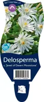 Delosperma cooperi 'Jewel of Desert Moonstone' (IJsbloem) - afbeelding 1