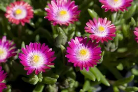 Delosperma Cooperi (Middagbloempje) - afbeelding 5