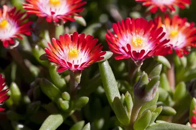 Delosperma Cooperi (Middagbloempje) - afbeelding 6
