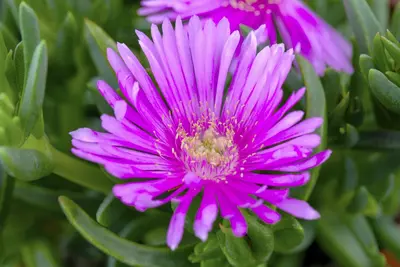 Delosperma Cooperi (Middagbloempje) - afbeelding 7