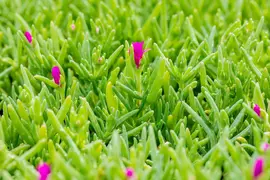 Delosperma Cooperi (Middagbloempje) - afbeelding 8