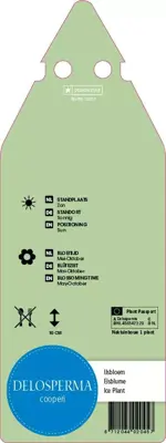 Delosperma Cooperi (Middagbloempje) - afbeelding 2