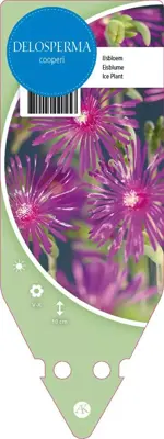 Delosperma Cooperi (Middagbloempje) - afbeelding 1