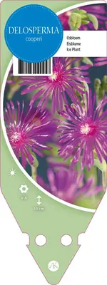 Delosperma Cooperi (Middagbloempje) - afbeelding 1