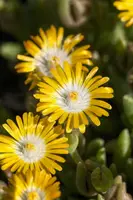 Delosperma Cooperi (Middagbloempje) - afbeelding 4