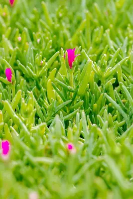 Delosperma Cooperi (Middagbloempje) - afbeelding 9