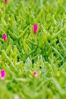 Delosperma Cooperi (Middagbloempje) - afbeelding 9