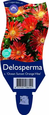 Delosperma cooperi 'Ocean Sunset Orange Vibe' (IJsbloem) - afbeelding 1