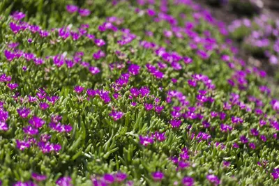 Delosperma sutherlandii (Middagsbloem) - afbeelding 2