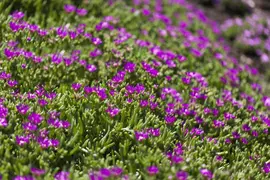 Delosperma sutherlandii (Middagsbloem) - afbeelding 2
