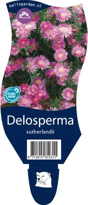 Delosperma sutherlandii (Middagsbloem) - afbeelding 1
