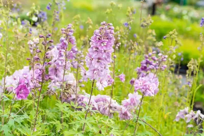 Delphinium (P) Astolat (Ridderspoor) - afbeelding 9