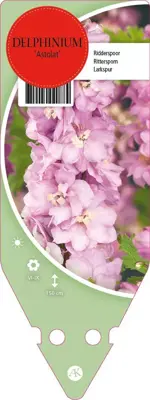 Delphinium (P) Astolat (Ridderspoor) - afbeelding 1