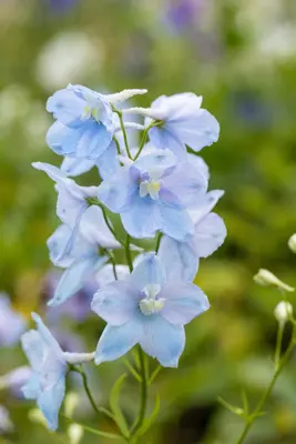 Delphinium (P) Astolat (Ridderspoor) - afbeelding 5