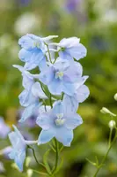 Delphinium (P) Astolat (Ridderspoor) - afbeelding 5