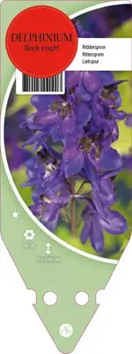 Delphinium (P) Black Knight (Ridderspoor) - afbeelding 1