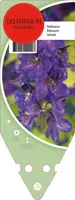Delphinium (P) Black Knight (Ridderspoor) - afbeelding 1