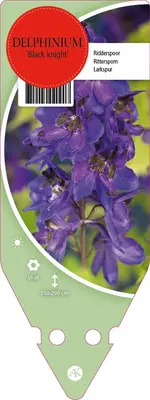 Delphinium (P) Black Knight (Ridderspoor) - afbeelding 1