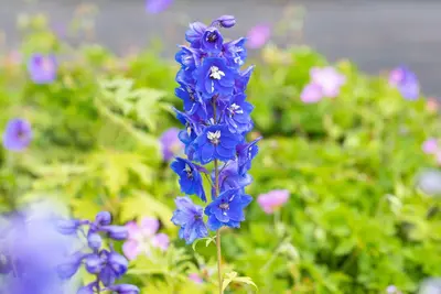 Delphinium (P) Blue Bird (Ridderspoor) - afbeelding 5