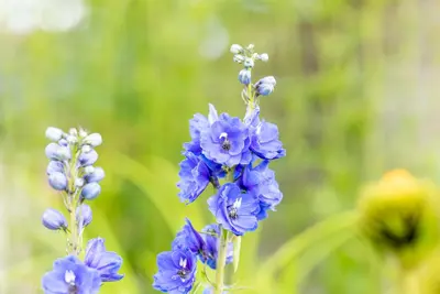 Delphinium (P) Blue Bird (Ridderspoor) - afbeelding 8