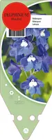 Delphinium (P) Blue Bird (Ridderspoor) - afbeelding 1