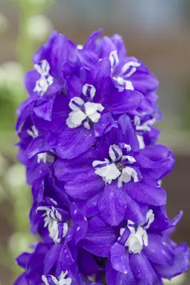 Delphinium (P) Blue Bird (Ridderspoor) - afbeelding 4