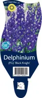 Delphinium (P.G.) 'Bl.Knight' (Ridderspoor) - afbeelding 1