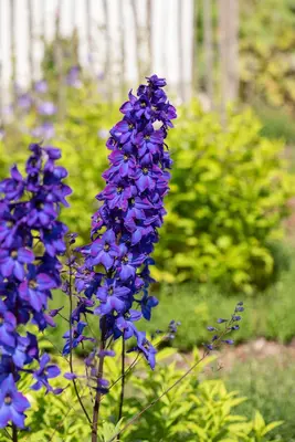 Delphinium (P.G.) 'Bl.Knight' (Ridderspoor) - afbeelding 2