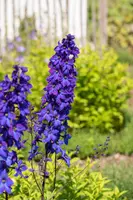 Delphinium (P.G.) 'Bl.Knight' (Ridderspoor) - afbeelding 2