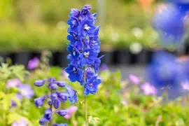 Delphinium (P.G.) 'Blue Bird' (Ridderspoor) - afbeelding 5